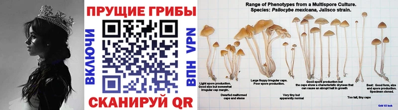Купить где  Микунь  Галлюциногенные грибы Cubensis 